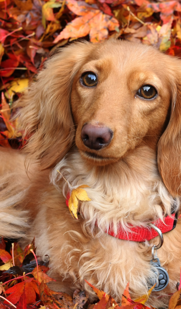 Собака породы такса лежит в желтой опавшей листве осенью