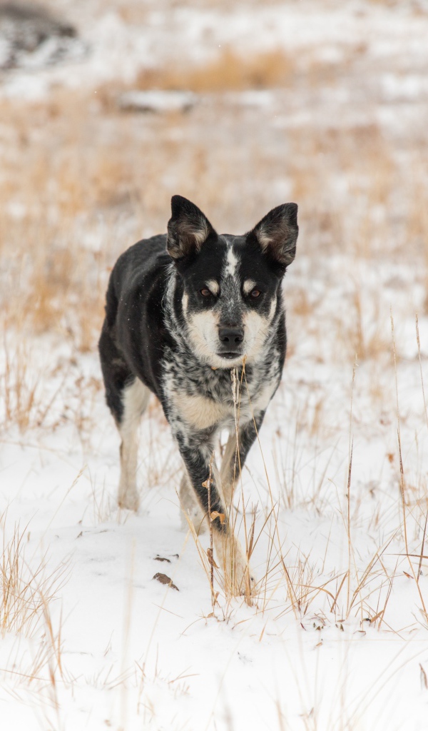 Собака идет по покрытой снегом траве