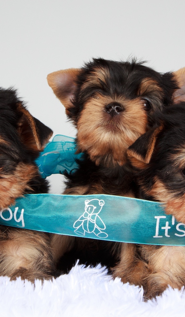 Три щенка йоркширского терьера перевязаны голубой лентой