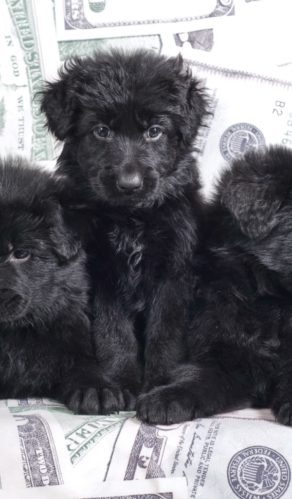 Три черные щенка овчарки лежат на диване