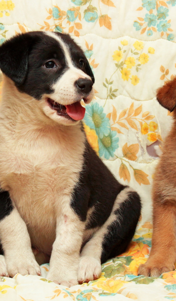 Три любопытных маленьких щенка 