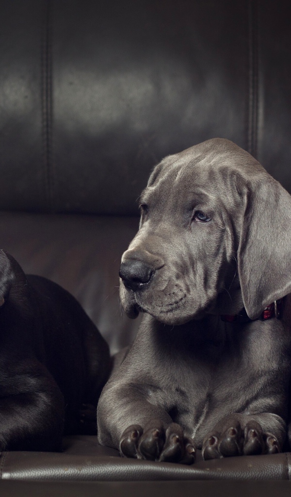 Три милых черных щенка немецкого дога