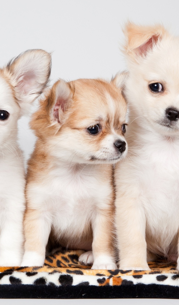 Три милых щенка чихуахуа на сером фоне