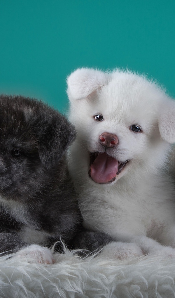 Три забавных щенка Акита-ину на зеленом фоне