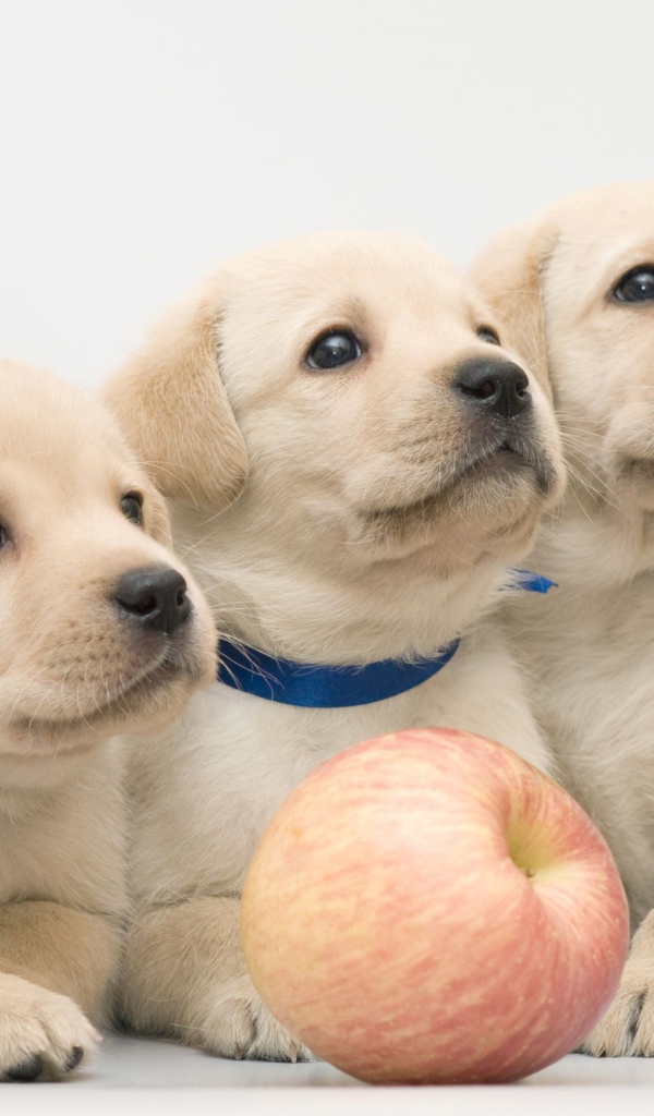Три забавных щенка золотистого ретривера с яблоком