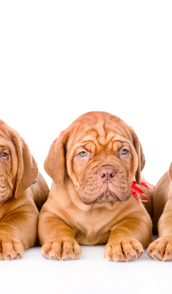 Три маленьких щенка породы Бордоский дог на белом фоне