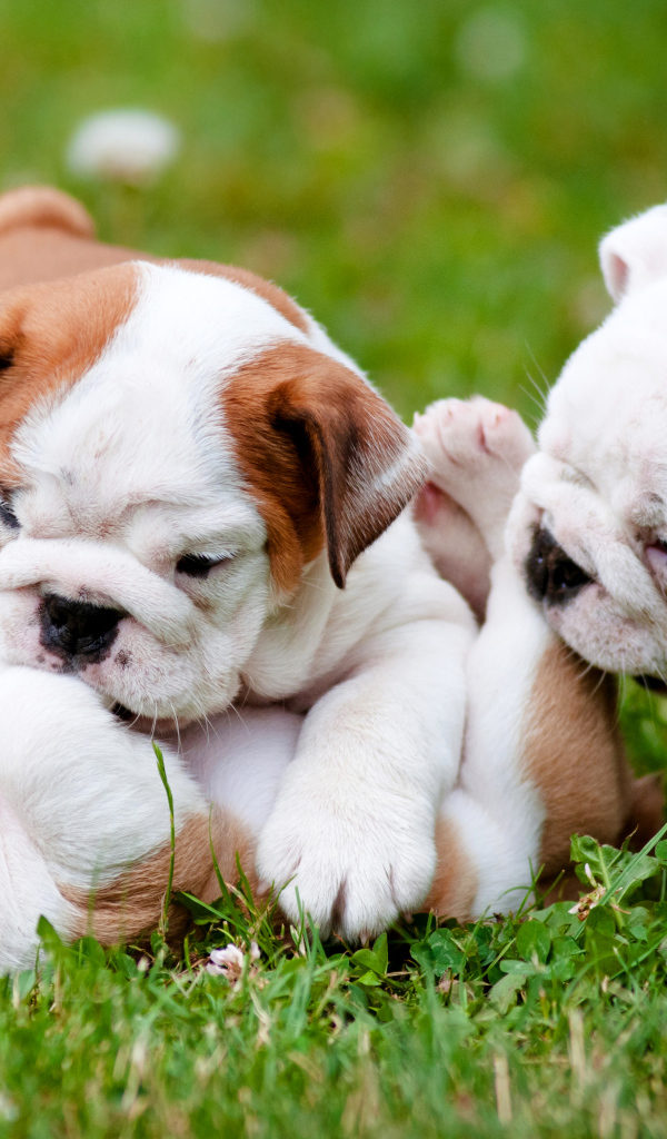 Три щенка бульдога играют на зеленой траве