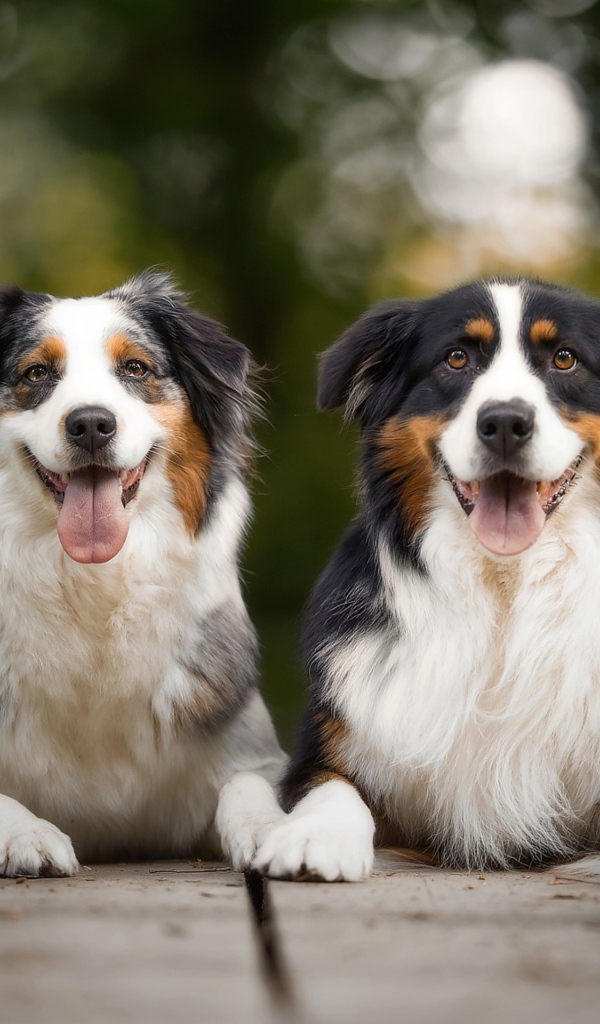 Две австралийские овчарки лежат в высунутым языком