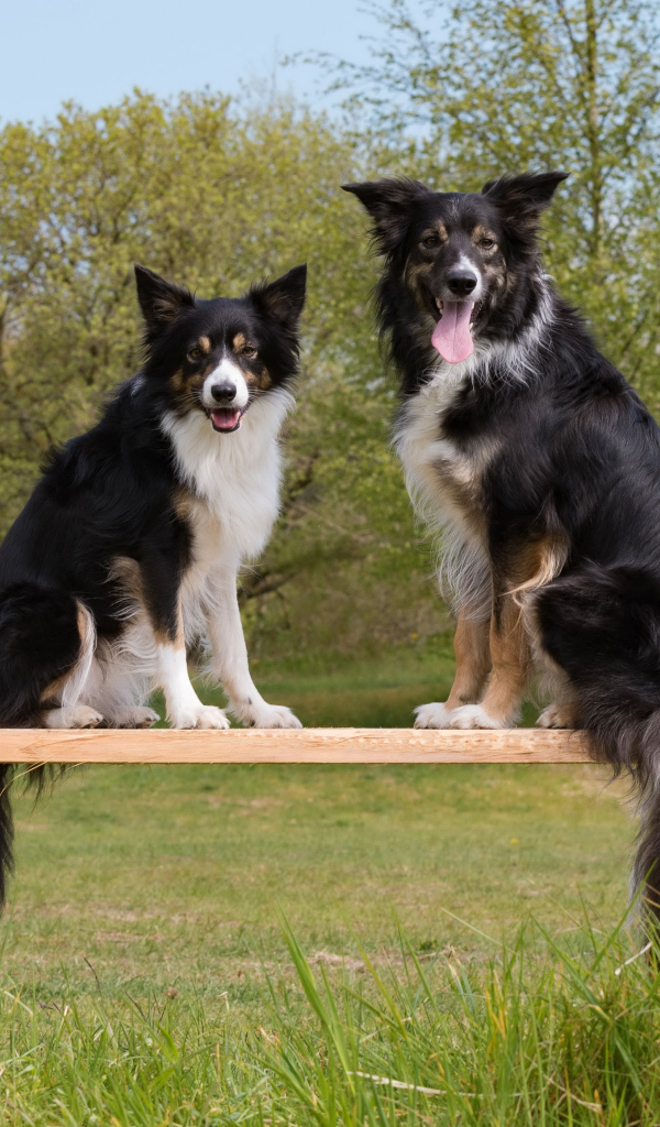 Две собаки породы бордер-колли сидят на деревянной лавке