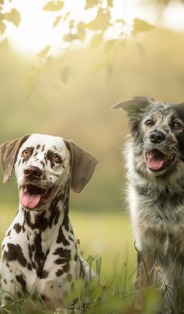 Две собаки породы далматин и Австралийская Овчарка сидят на траве