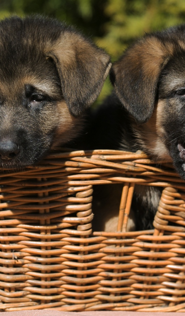 Два щенка немецкой овчарки в плетеной корзине 