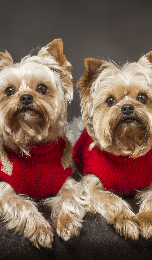 Два йоркширских терьера в красных свитерах