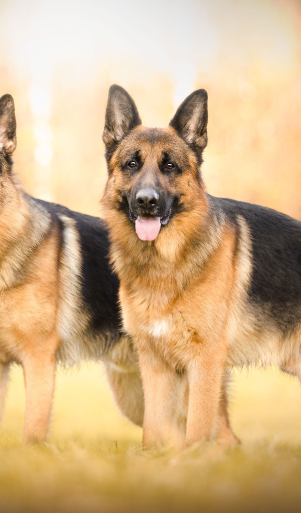 Две красивых немецких овчарки с высунутым языком