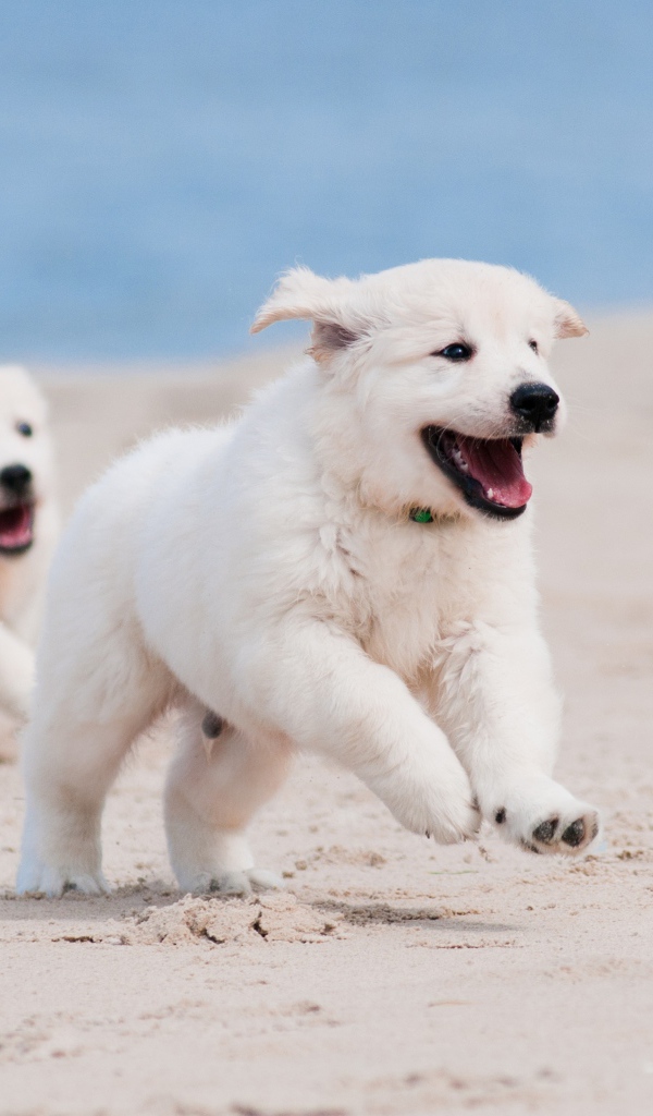 Два веселых щенка золотистого ретривера бегут по пляжу