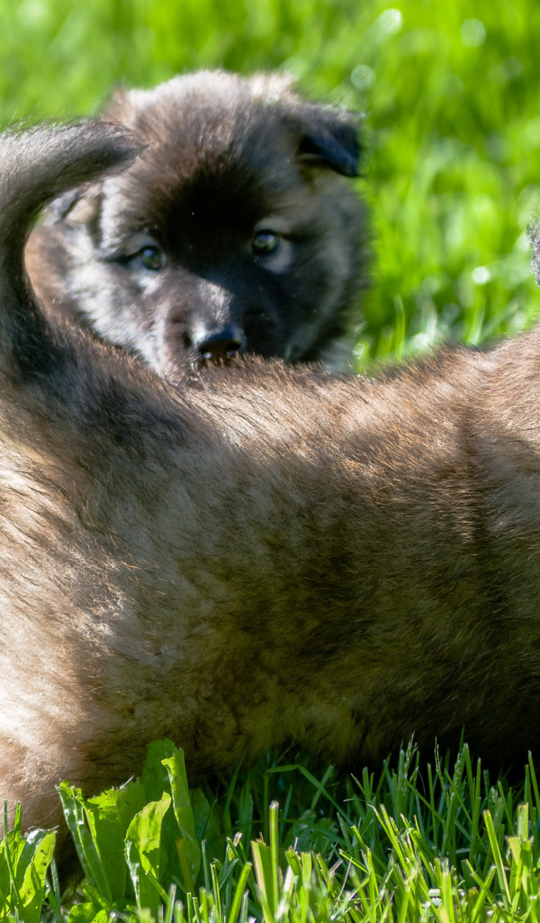 Два милых щенка немецкой овчарки на зеленой траве 