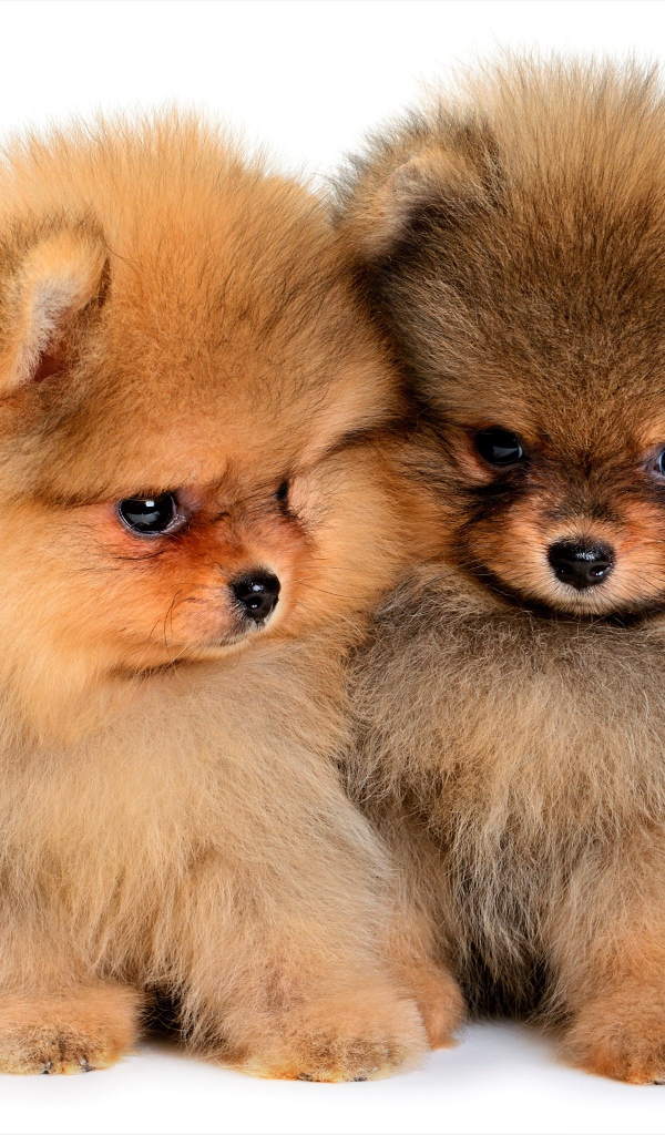 Два милых пушистых щенка шпица на белом фоне