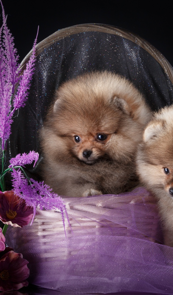 Два милых шпица в корзине с цветами