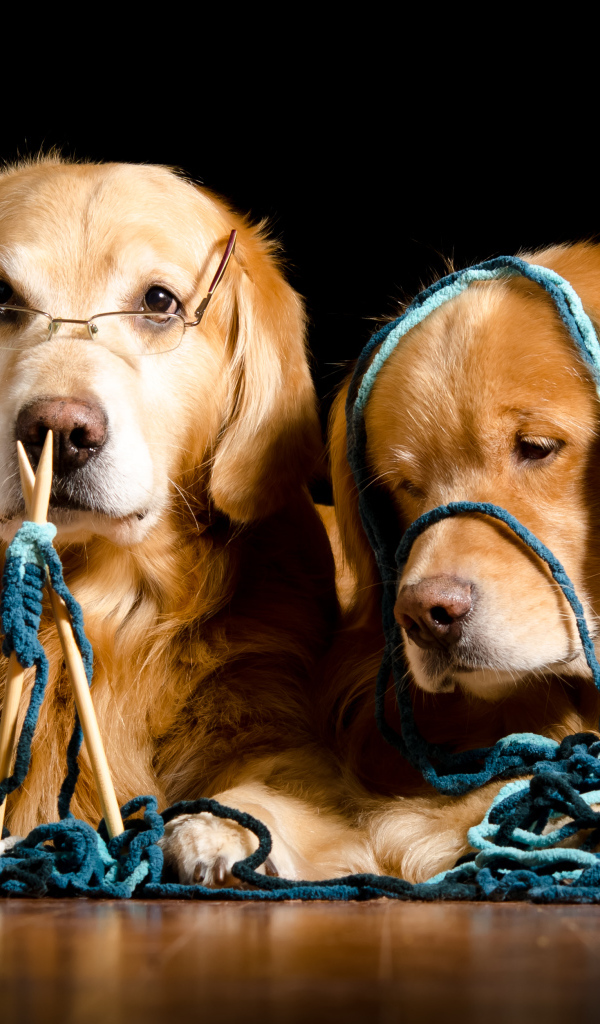 Две собаки породы золотистый ретривер со спицами и клубком ниток