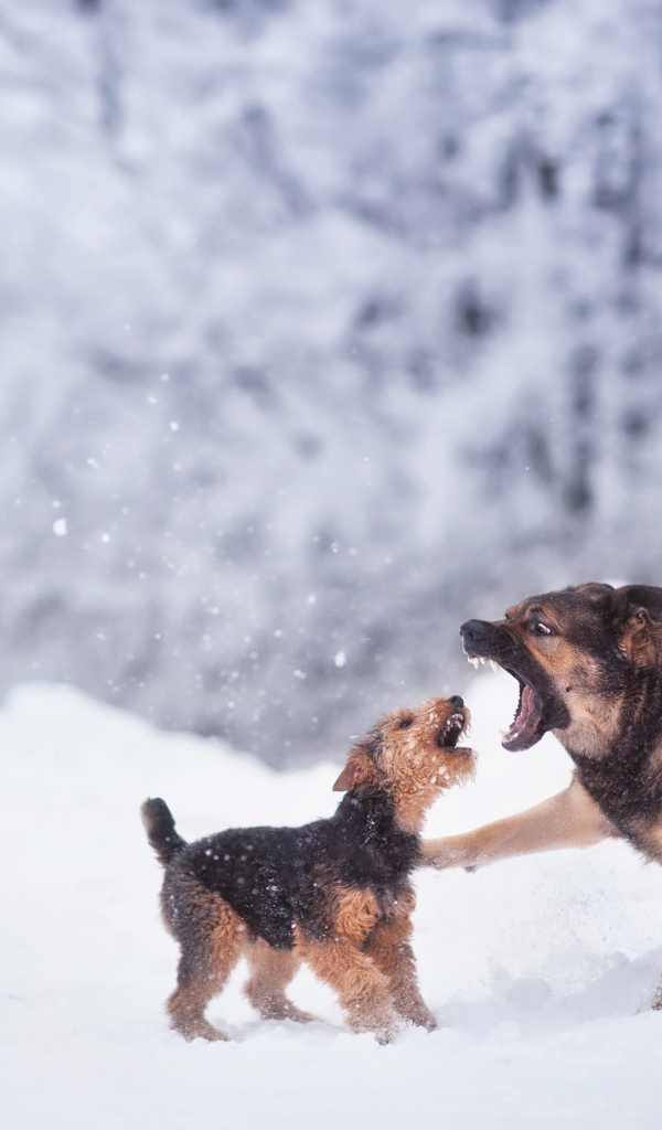 Две собаки играют на снегу