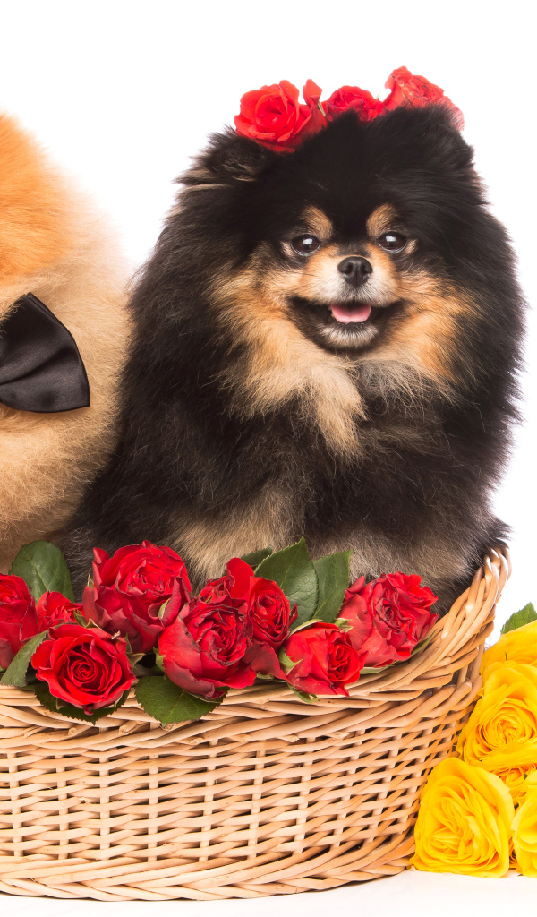 Две собаки породы шпиц с красными и желтыми розами