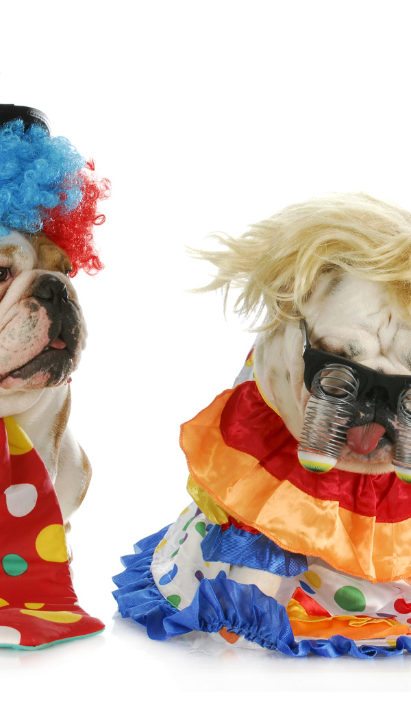 Два английских бульдога в маскарадных костюмах на белом фоне