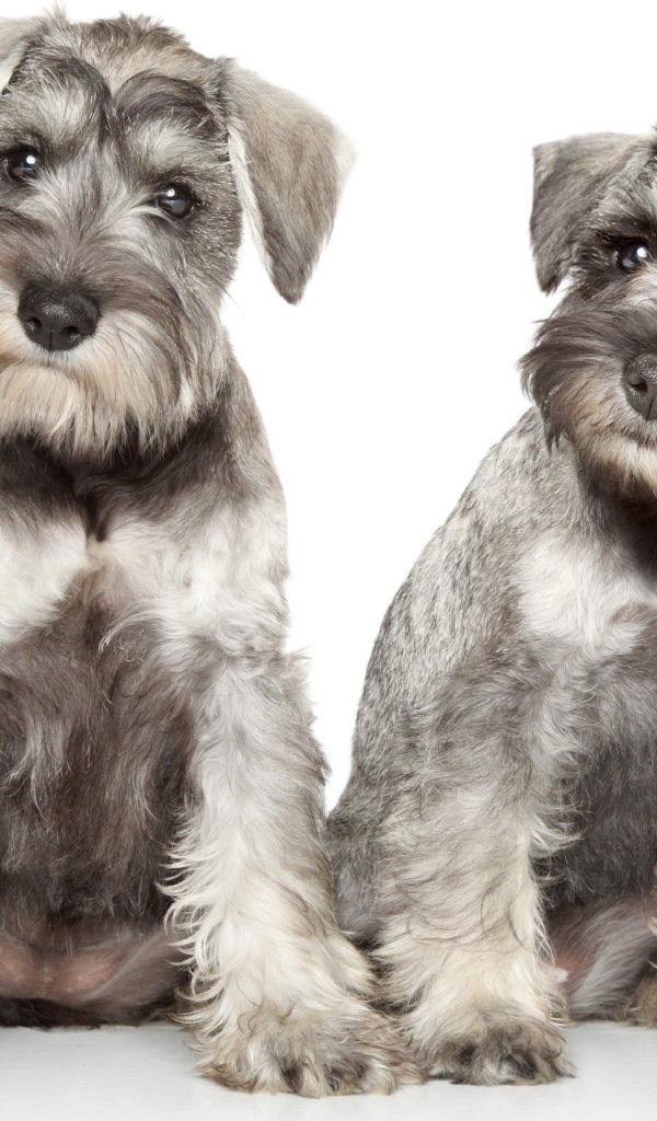Два серых щенка шнауцера позируют на белом фоне