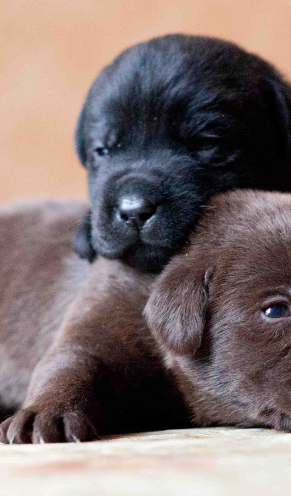 Два маленьких милых щенка лабрадора