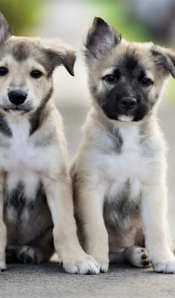 Два маленьких милых щенка сидят на дороге