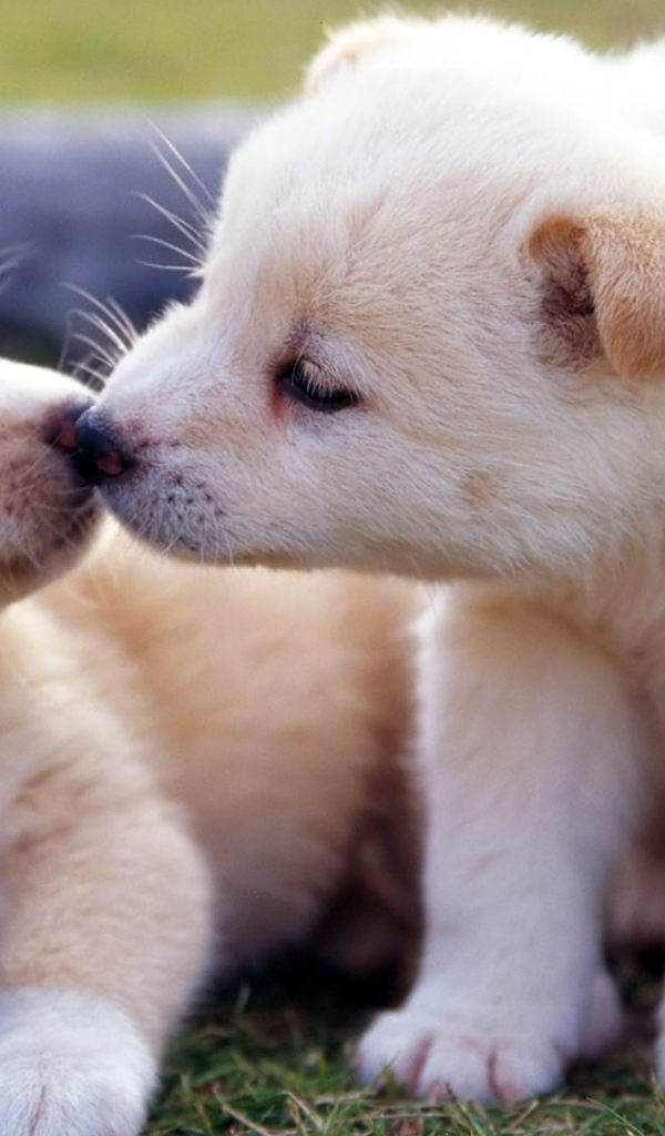 Два маленьких  забавных щенка золотистого ретривера 