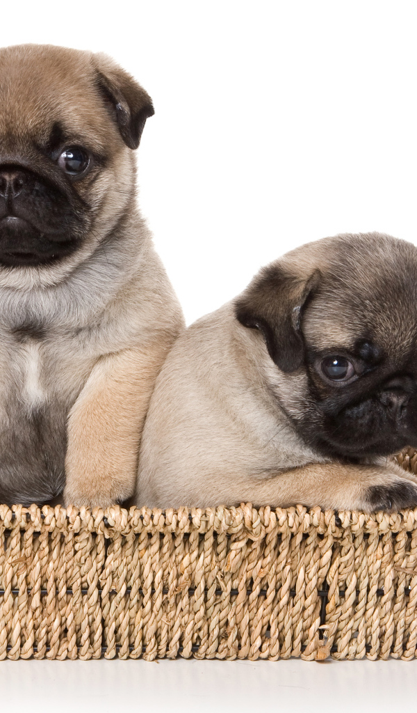 Два маленьких щенка мопса в корзине на белом фоне