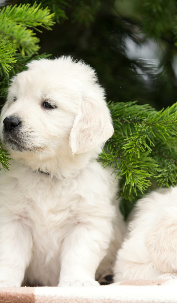 Два щенка золотистого ретривера у зеленой ветки ели
