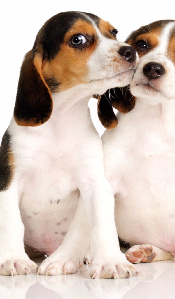 Два маленьких щенка бигля на белом фоне