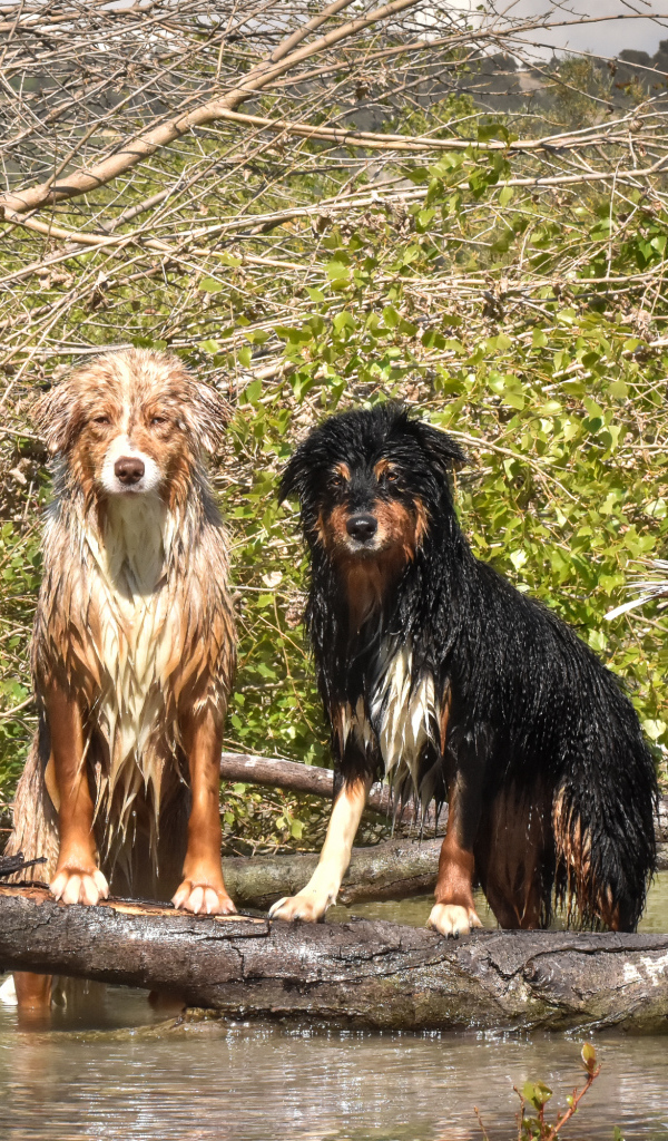 Две мокрые австралийские овчарки сидят у воды