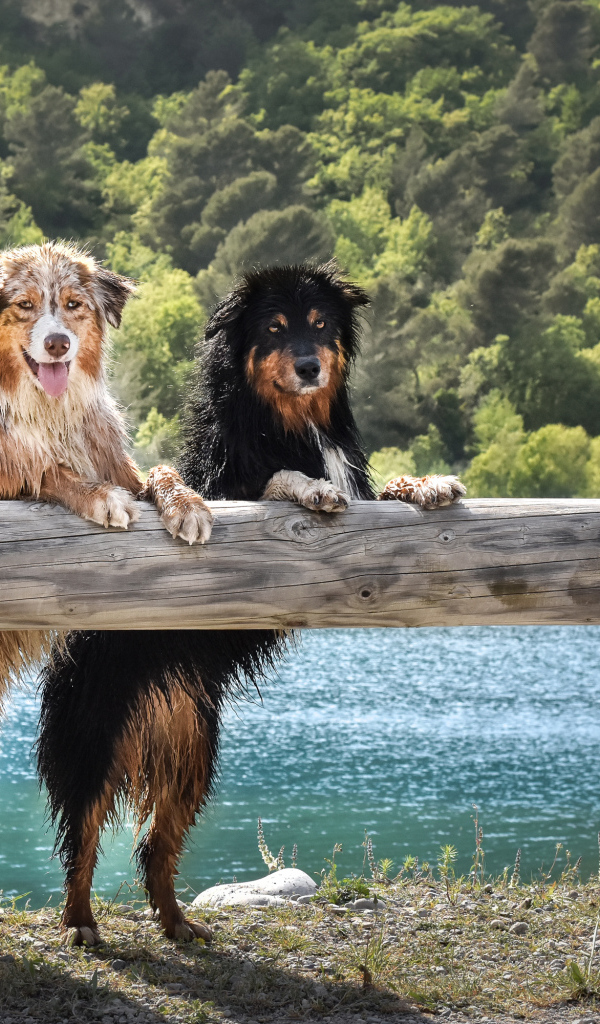 Две мокрых собаки породы Австралийская Овчарка