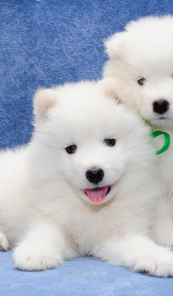 Два белых пушистых щенка самоедской лайки 
