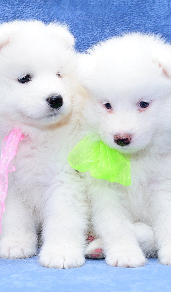 Два белых пушистых щенка самоедской лайки на голубом фоне