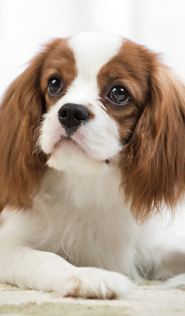Взгляд собаки породы Кинг чарльз спаниель