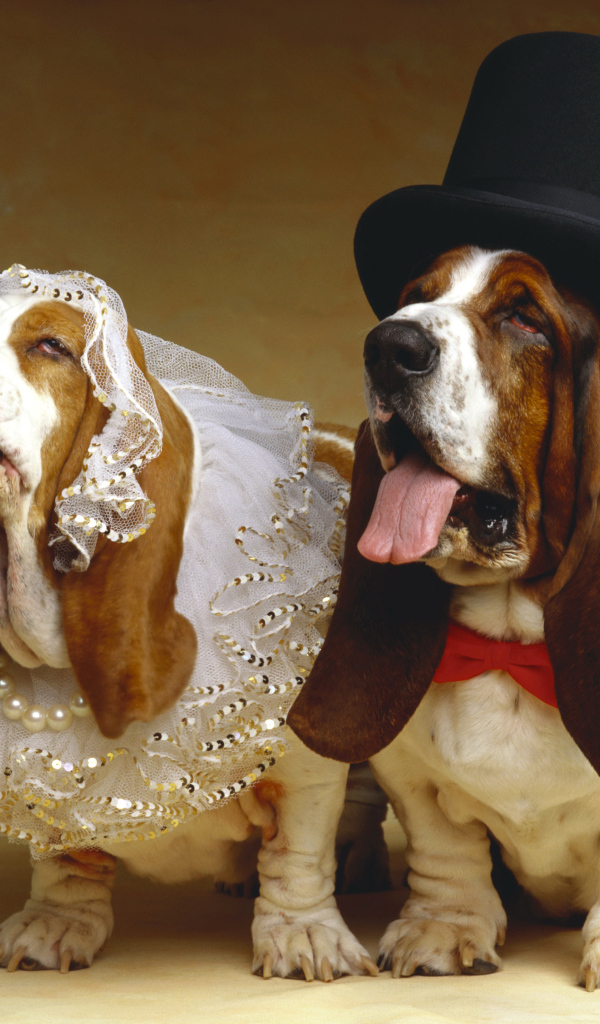 Свадьба собак породы Бассет хаунд