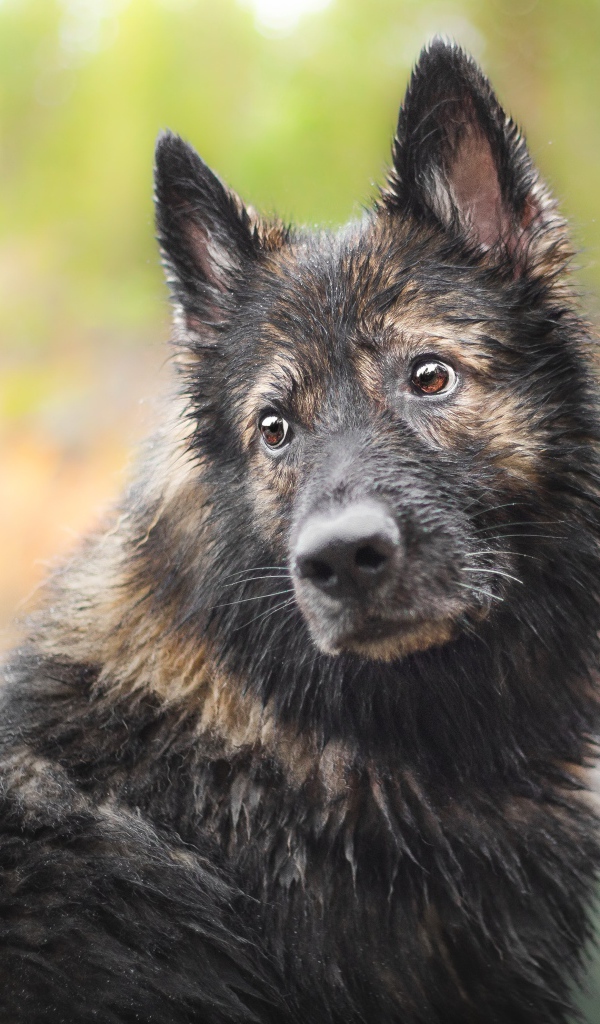 Мокрая большая собака с грустной мордой