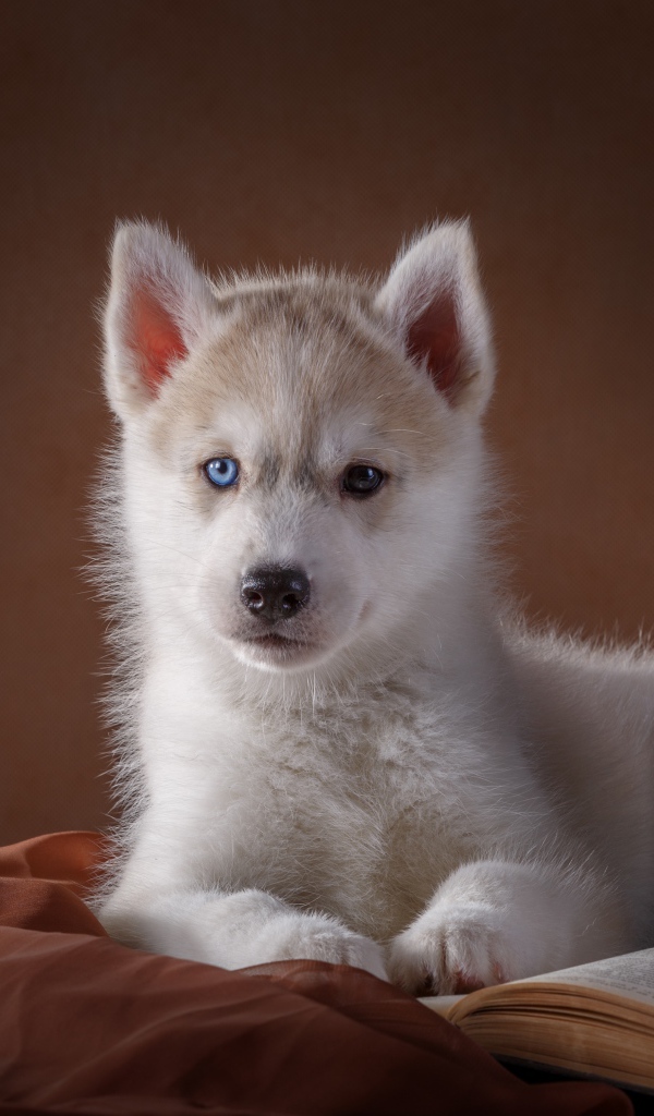 Белый щенок хаски с книгой
