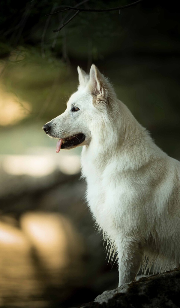 Белая швейцарская овчарка с высунутым языком сидит на камне