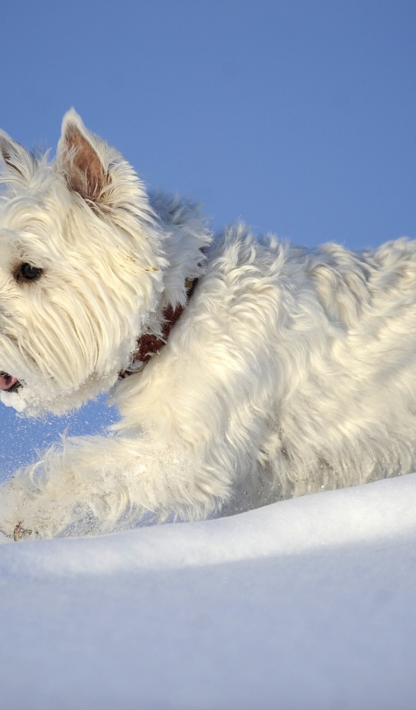 Белый пес породы Вест хайленд уайт терьер на белом снегу