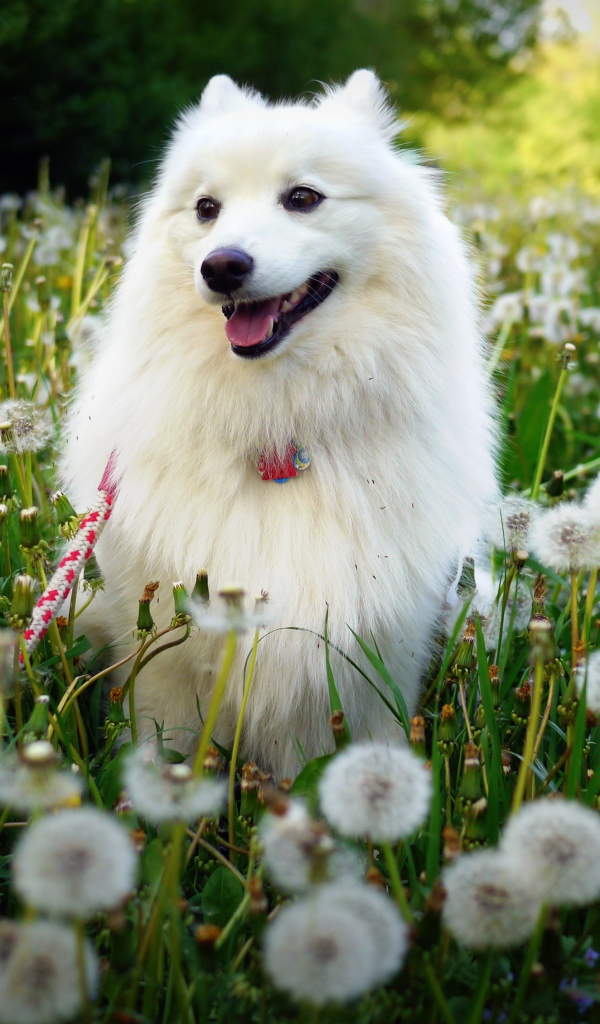 Белая собака на поле одуванчиков 