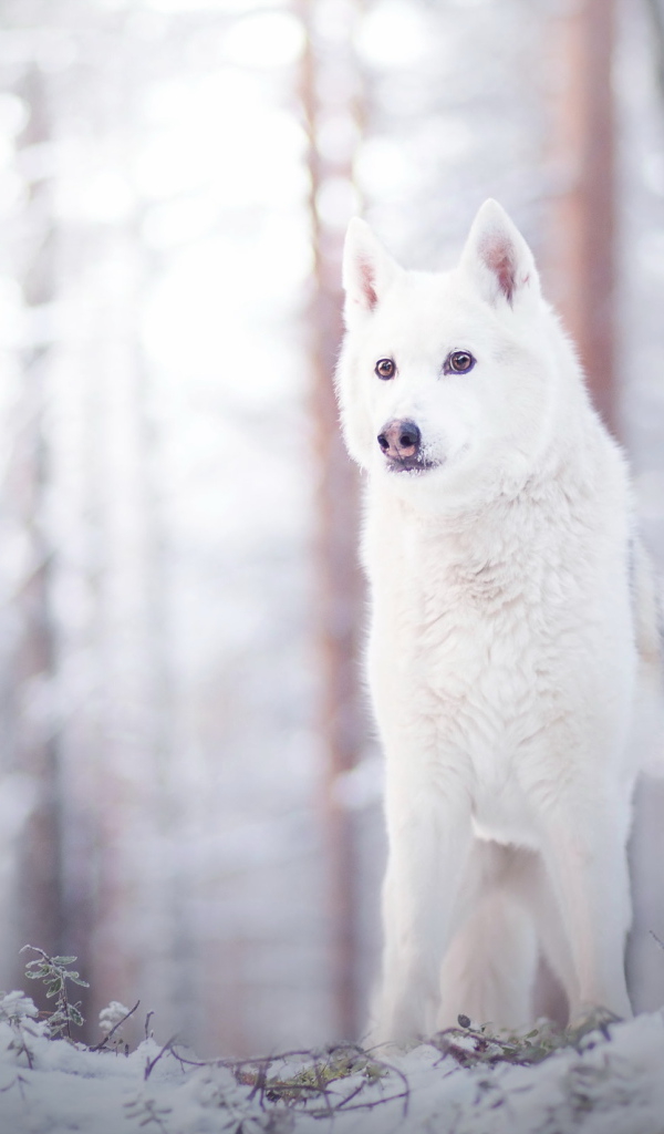 Белая собака стоит на снегу в лесу