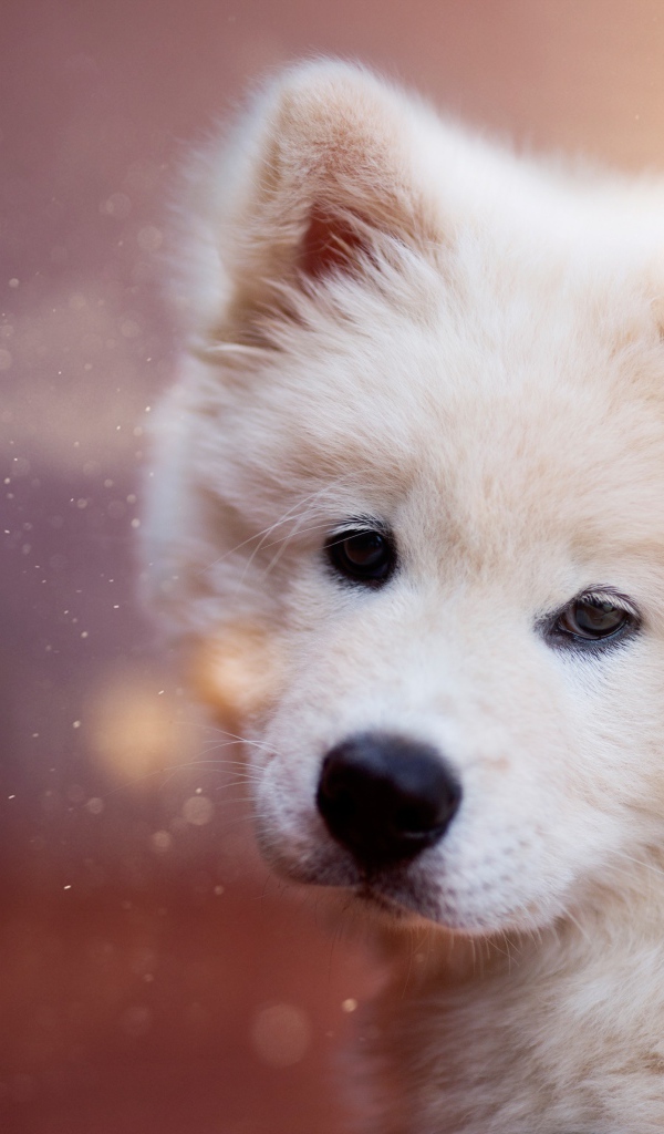 Белый пушистый щенок самоедской собаки