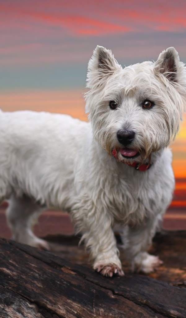 Белый забавный щенок вест-хайленд-уайт-терьер на фоне неба