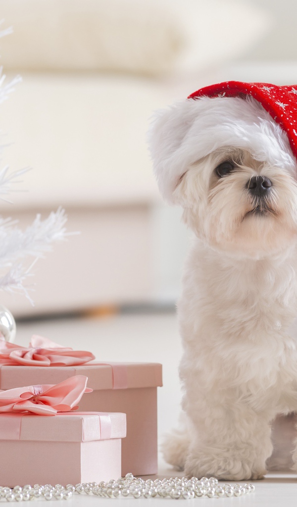 Белый щенок в шапке Деда Мороза под елкой с подарками,  символ нового года 2018