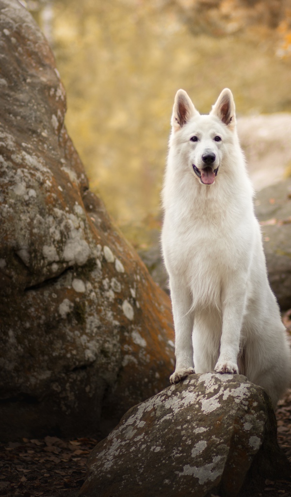 Белая овчарка с высунутым языком стоит на камне