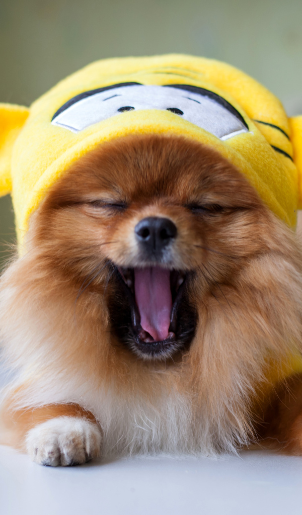 Зевающий шпиц в забавной желтой шапке