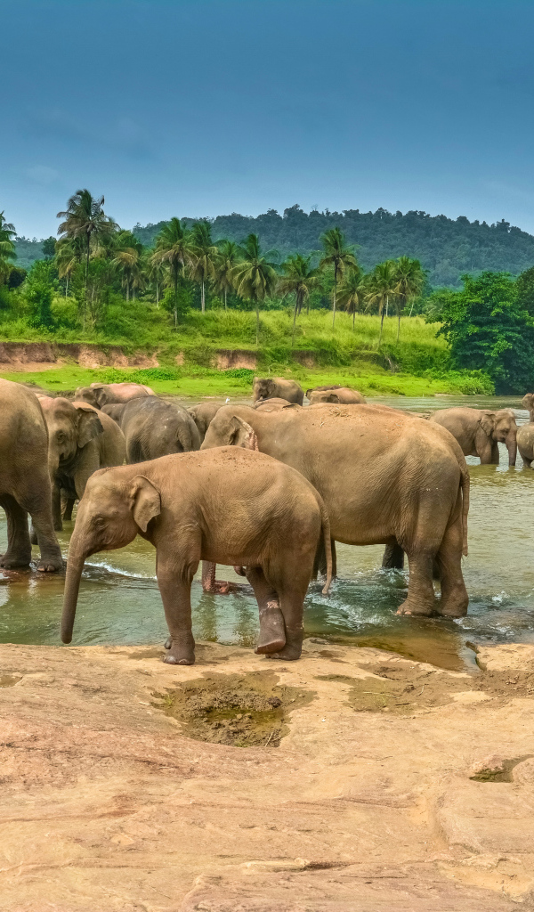 Стадо слонов купается в водоеме